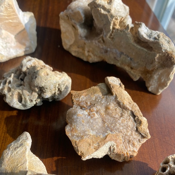 Assorted Fossils & Rocks 🪨🪸 - Picture 14 of 15